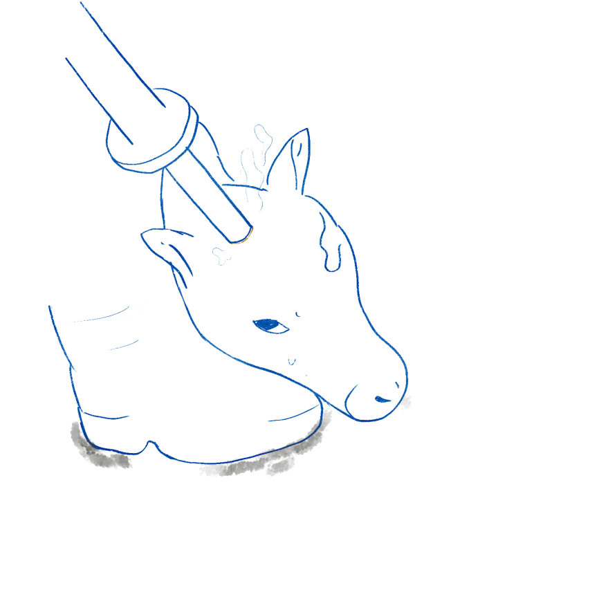 disbudding illustration of a calf
